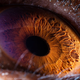 Illustration for article titled Incredible close-up photos of animals eyes